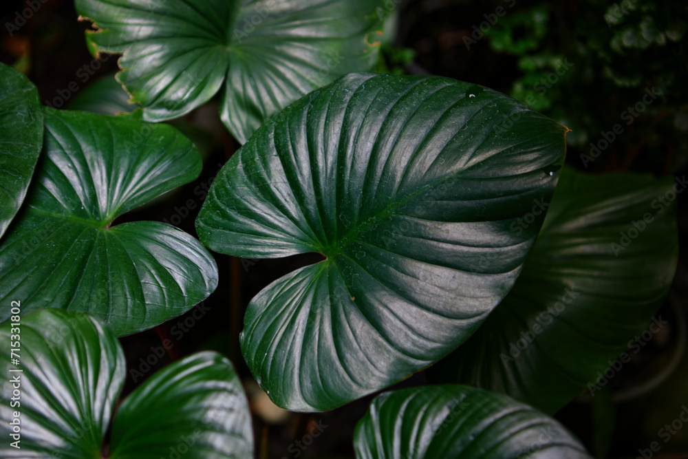 Full frame shot of king of hearts leaf  on plant