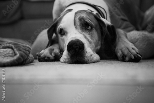 Black and white image of Great Dane with sad eyes photo