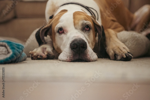 Brown and White Great Dane Laying on the floor