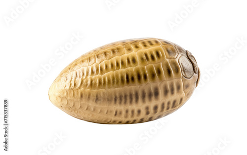 Peer into the Wonders of Life Originating from a Grasshopper Egg on a White or Clear Surface PNG Transparent Background.