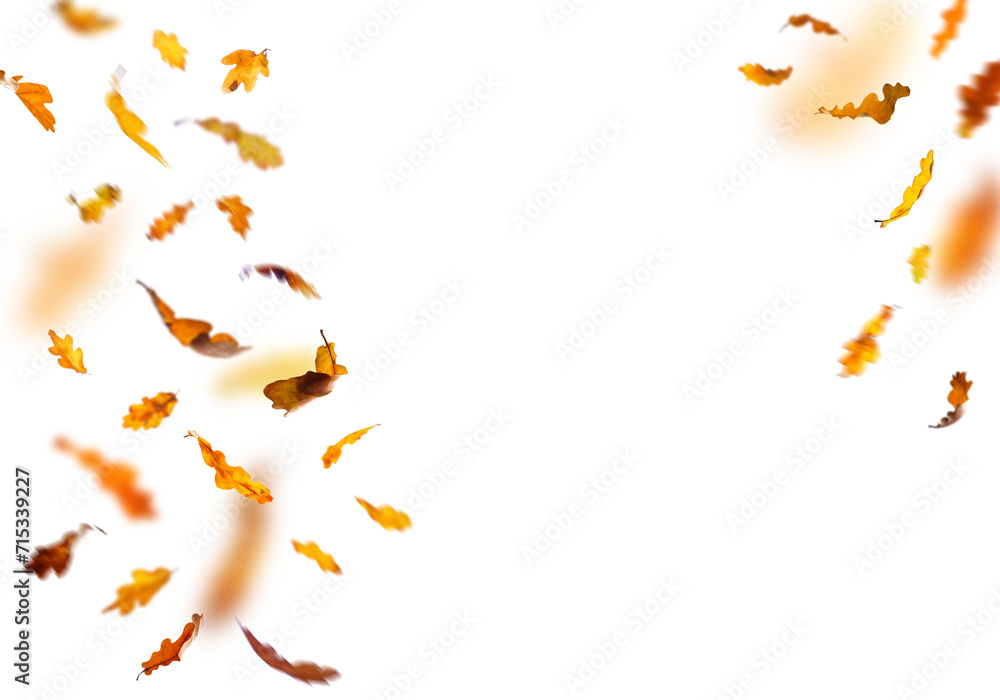 Obraz premium falling autumn leaves png overly on white background