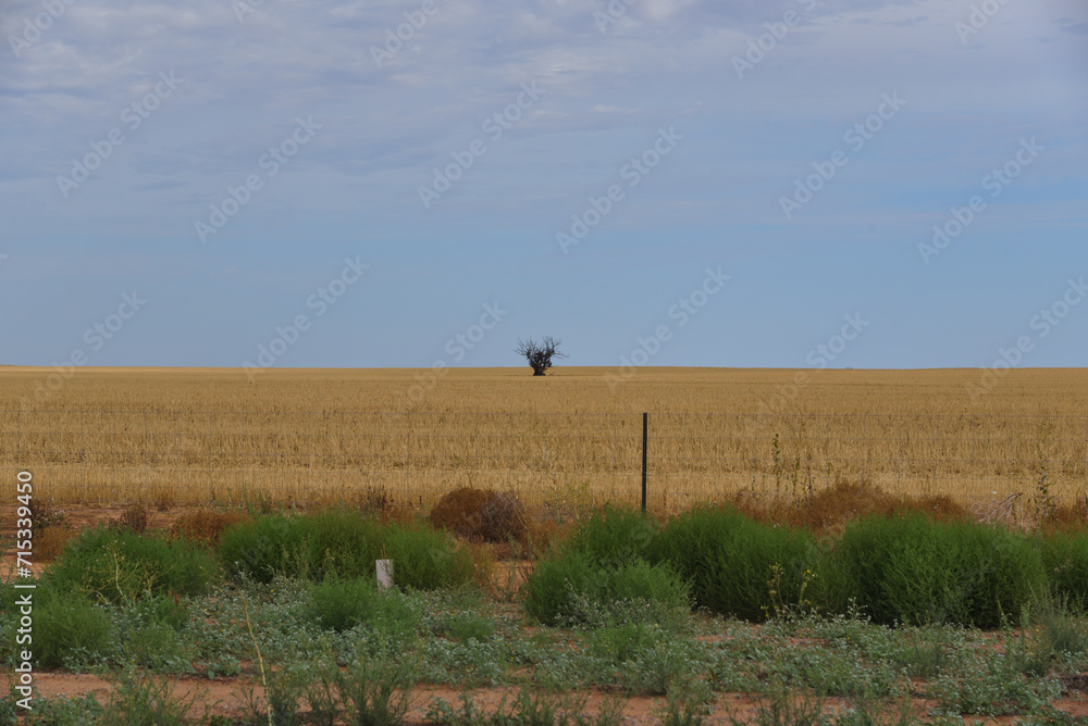Dry grass yellow fields at rural areas in Victoria Australia Dry grass yellow fields at rural areas in Victoria Australia