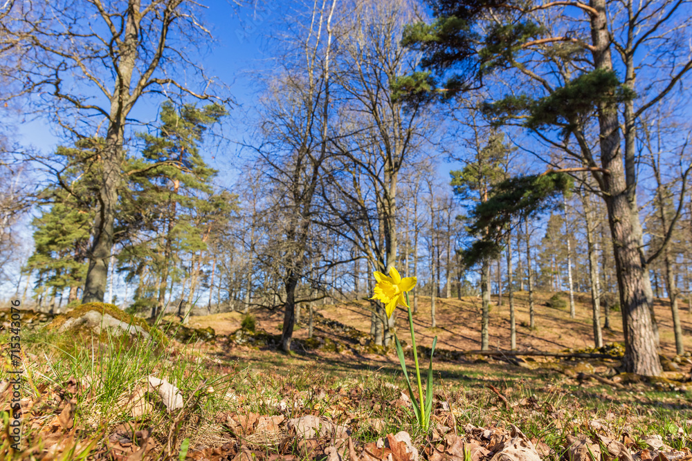 Spring landscape with a flowering wild Daffodil Spring landscape with a flowering wild Daffodil