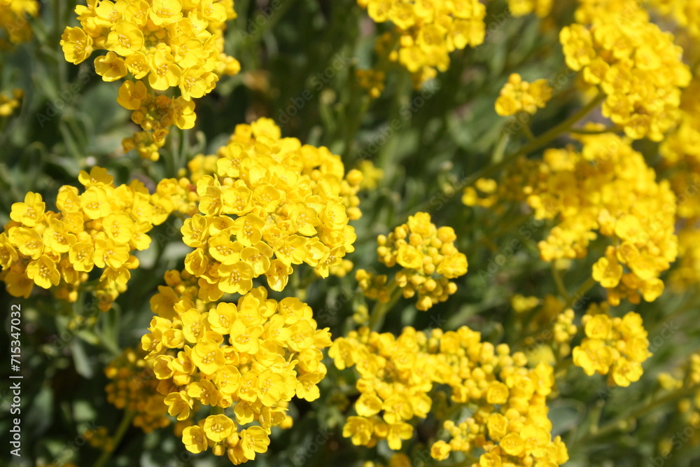 a nice nature pictures, with flowers plants and trees. a nice nature pictures, with flowers plants and trees.