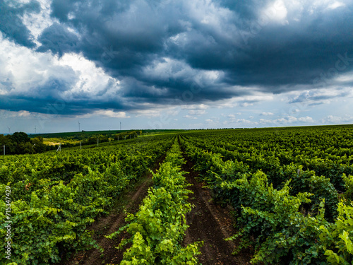 aerial view over rows of vine yards in moldova with epic loudy sky