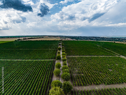 Obraz na płótnie aerial view over rows of vine yards in moldova with epic loudy sky w salonie