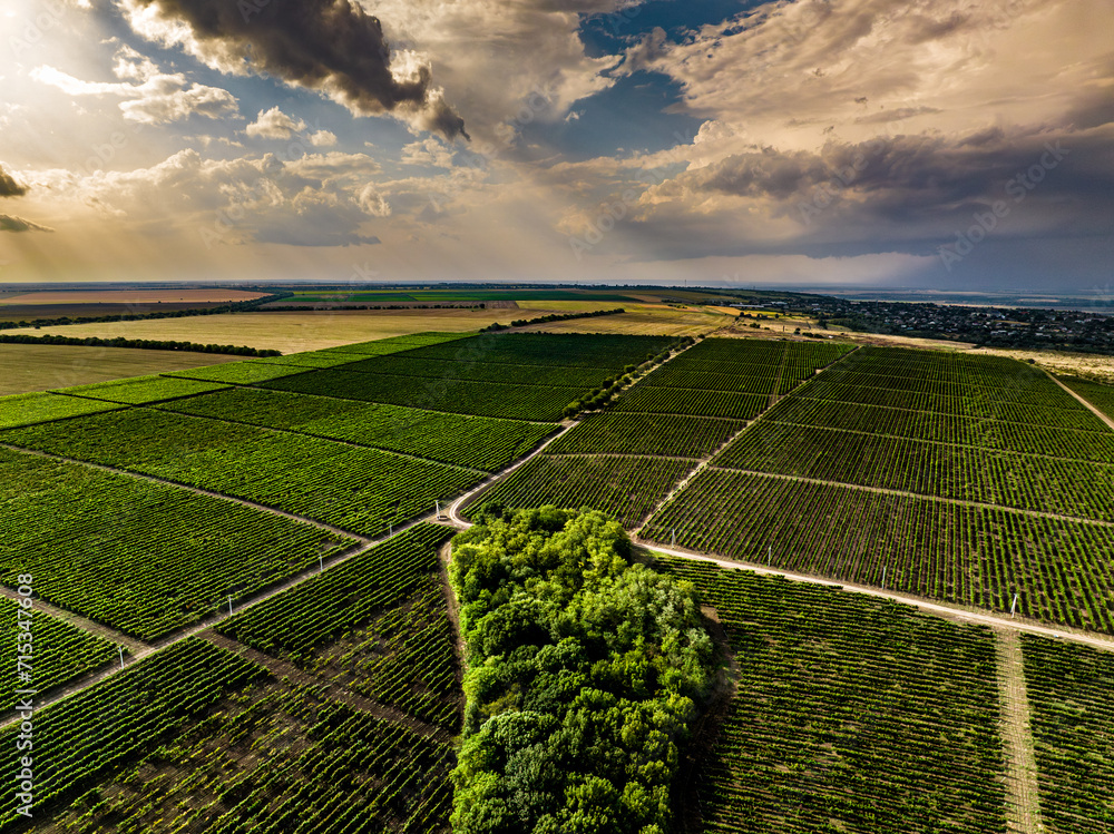 aerial view over rows of vine yards in moldova with epic loudy sky