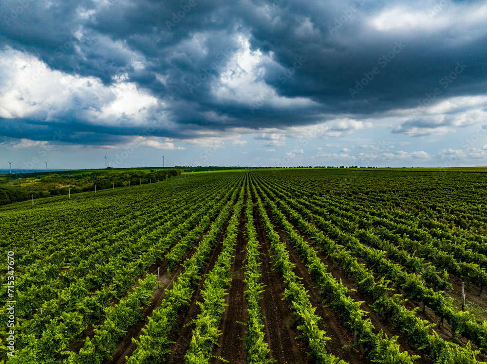 aerial view over rows of vine yards in moldova with epic loudy sky