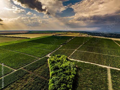 Obraz na płótnie aerial view over rows of vine yards in moldova with epic loudy sky w salonie