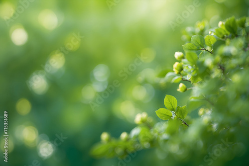 Green leaves with blurred green bokeh background © sonderstock