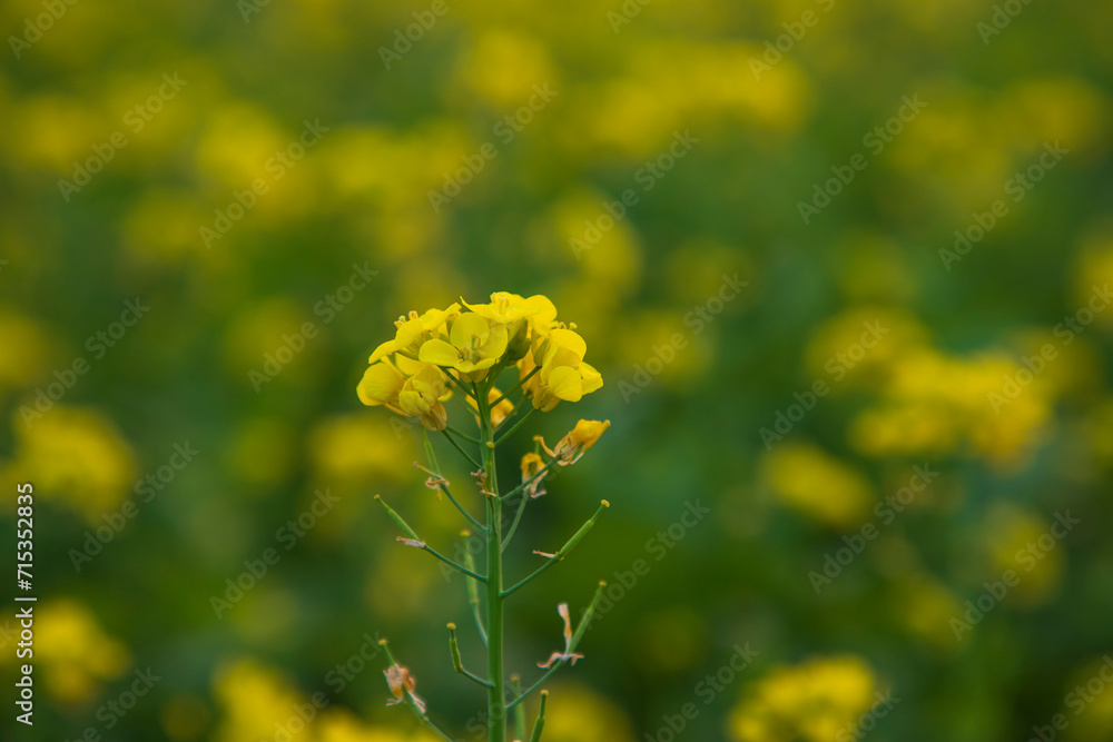 Close-up Focus A Beautiful Blooming Yellow rapeseed flower with blurry background Close-up Focus A Beautiful Blooming Yellow rapeseed flower with blurry background