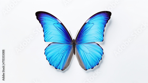 Graceful Blue Butterfly with Vibrant Wings, Flying Over a White Background - Nature's Elegance Captured in a Delicate Insect © Pasinee
