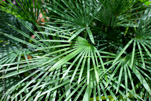 Green leaves of rhapis multifida tree