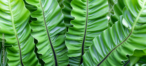 Photography Green leaves of asplenium nidus plant