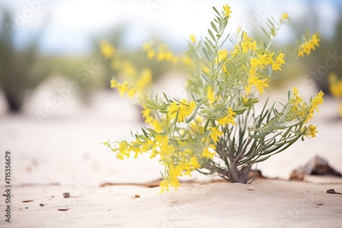 creosote bush with yellow flowers in a desert scene photo
