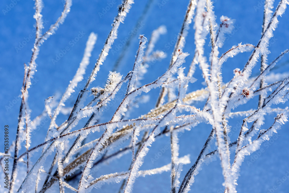 grass in the snow