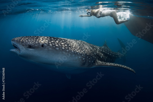 Slim woman with fins and whale shark in ocean. Shark underwater and woman freediver © artifirsov