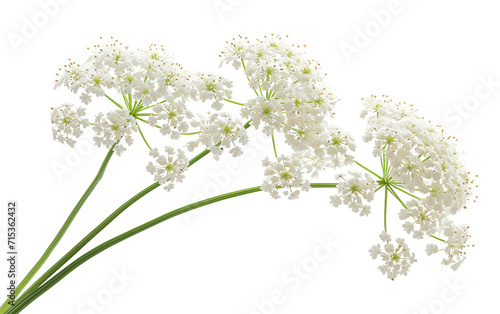 Queen Anne's Lace On Transparent Background.