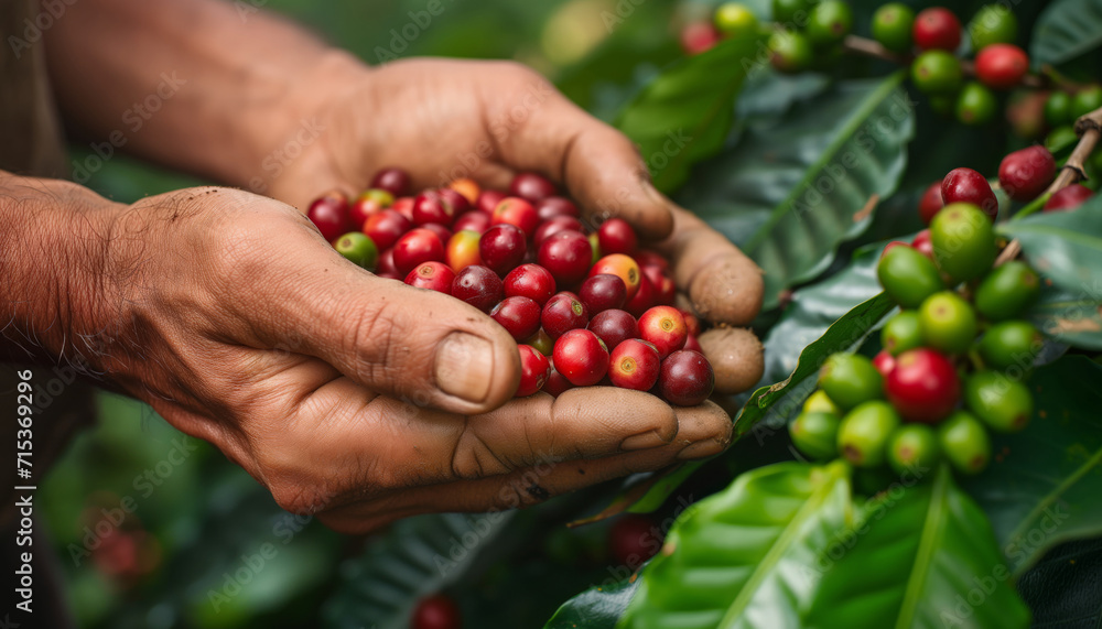 A male farmer picks ripe coffee berries close-up of a man's hands with coffee berries. A male farmer picks ripe coffee berries close-up of a man's hands with coffee berries.