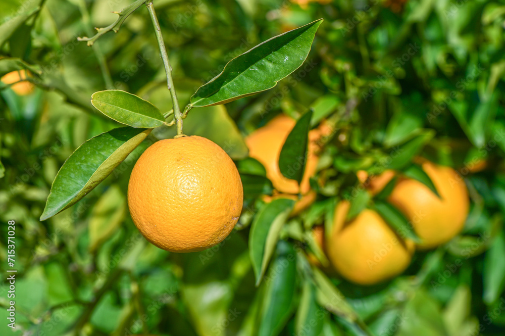 oranges ripen in an orange garden in the Mediterranean 11