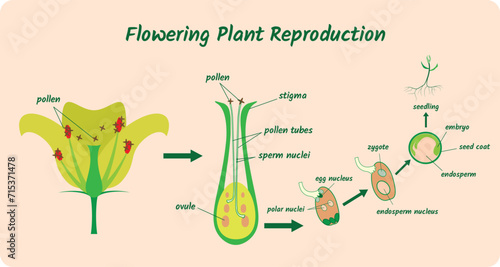 illustration of Biology, Pollination in Plant and flowering plant reproduction diagram.