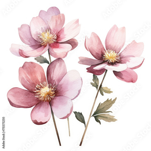 Three Pink Flowers With Green Leaves on White Background