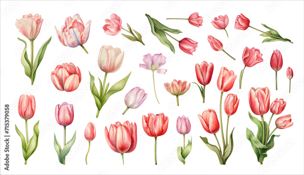 Tulips set. Hand drawn watercolor illustration. Isolated on white background.