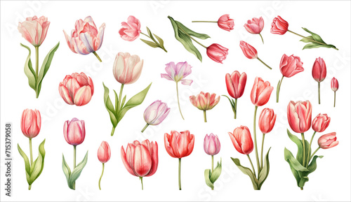 Tulips set. Hand drawn watercolor illustration. Isolated on white background.