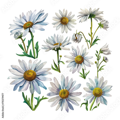 Watercolor daisies set. Hand drawn illustration isolated on white background