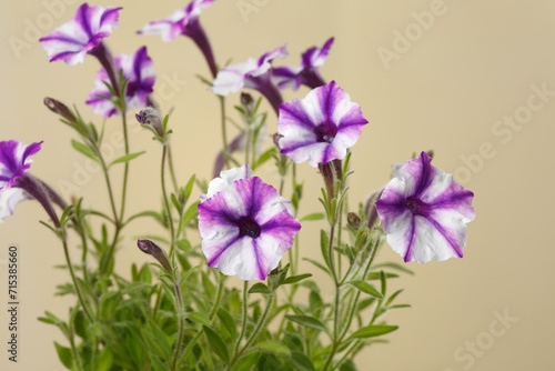 White-purple petunia flowers isolated on beige background.