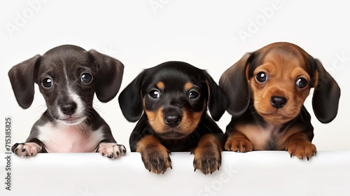Three funny puppies on a white background peeking out from behind a white sheet  a place for your inscription