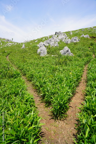 山口県秋吉台　Akiyoshidai