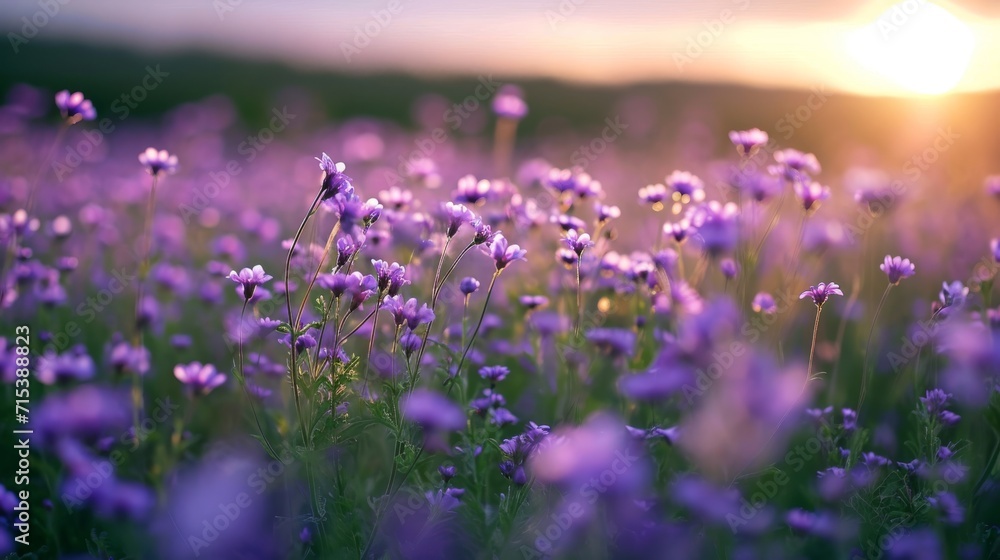 Fototapeta premium Purple flowers growing on field