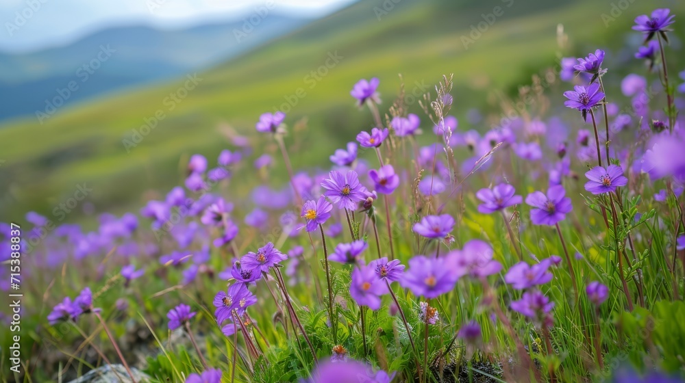 Purple flowers growing on field