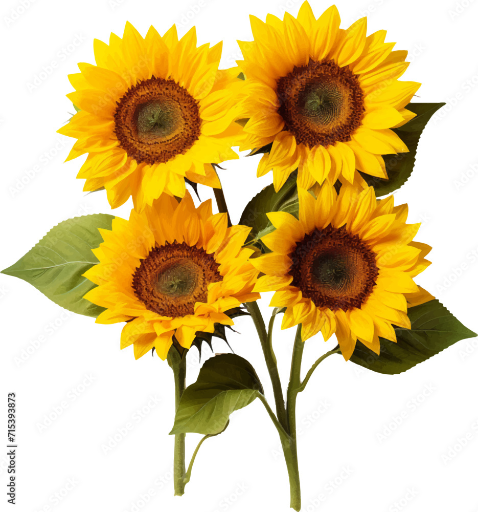 Fototapeta premium Sunflowers on a white background