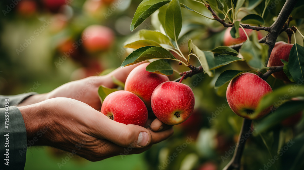 Hands touching and inspect the quality of red apple branch full of apples before plucking the harvest Hands touching and inspect the quality of red apple branch full of apples before plucking the harvest
