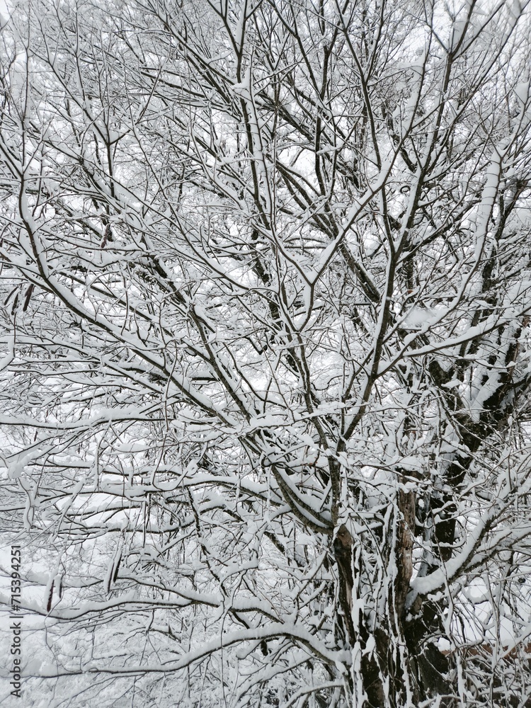 japan frost forest japan frost forest