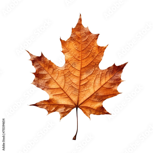 Autumn maple leaves on transparent background PNG Generative AI