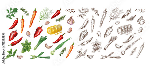 A set of hand-drawn colored and monochrome sketches of herbs, vegetables and seasonings. For the design of the menu of restaurants and cafes. Vintage illustration.