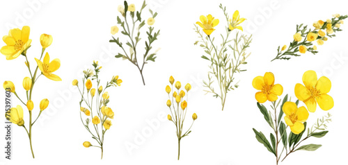 Set of yellow flowers on white background