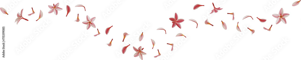 falling pink frangipani flower