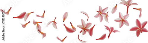 falling pink plumeria flower photo