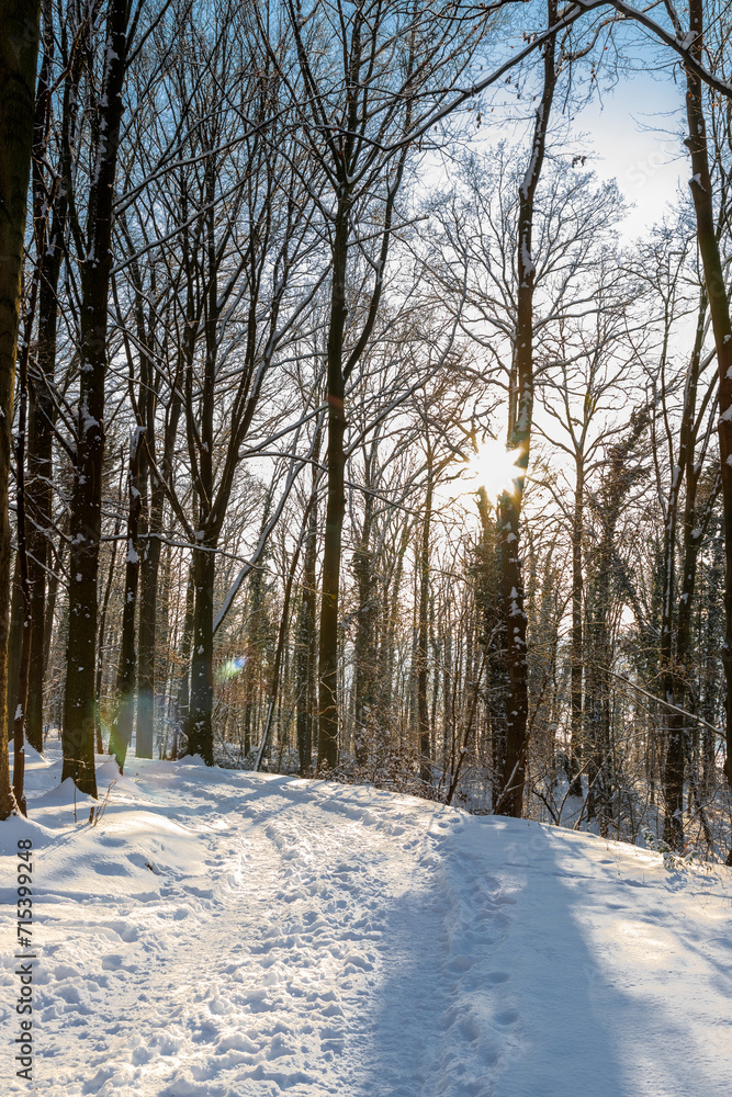 An idyllic scene in the Dutch forests in the rolling hills landscape in the south of Limburg covered with a fresh layer of snow and the sun peaking alongside the trees, creating a magical moment An idyllic scene in the Dutch forests in the rolling hills landscape in the south of Limburg covered with a fresh layer of snow and the sun peaking alongside the trees, creating a magical moment