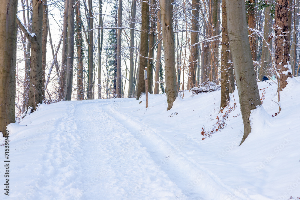 Fototapeta premium An idyllic scene in the Dutch forests in the rolling hills landscape in the south of Limburg covered with a fresh layer of snow and the sun peaking alongside the trees, creating a magical moment