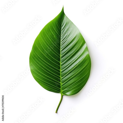 Green leaf isolated on a white background