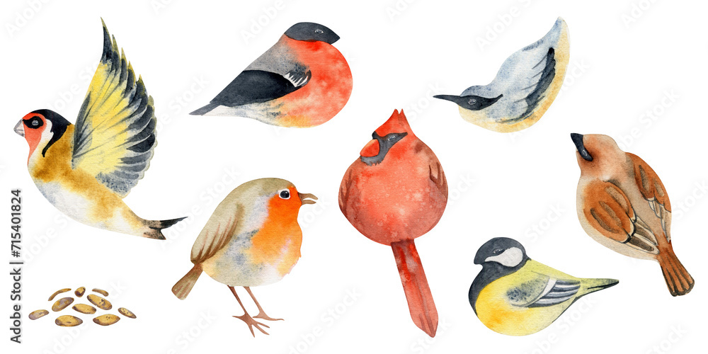 Fototapeta premium Hand drawn watercolor illustration nature animal small birds, flying goldfinch, wood nuthatch songbird. Single object isolated on white background. Design print, shop, scrapbooking, decoupage, booklet