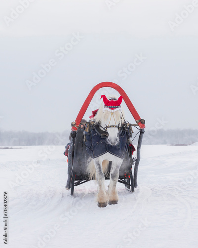 Horse in winter © orininskaya