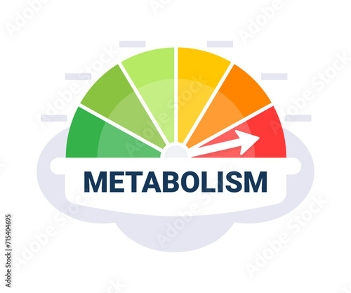 Metabolic Rate Evaluation Scale Vector Illustration with Color Coded Metabolism Indicator Zones