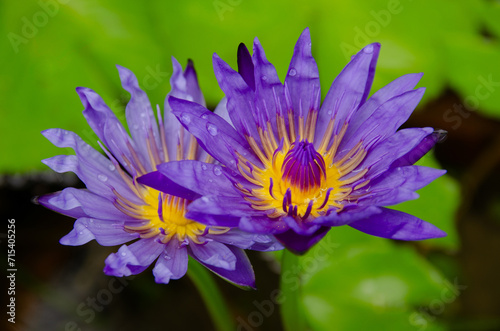 The lotus is blooming and has yellow stamens.