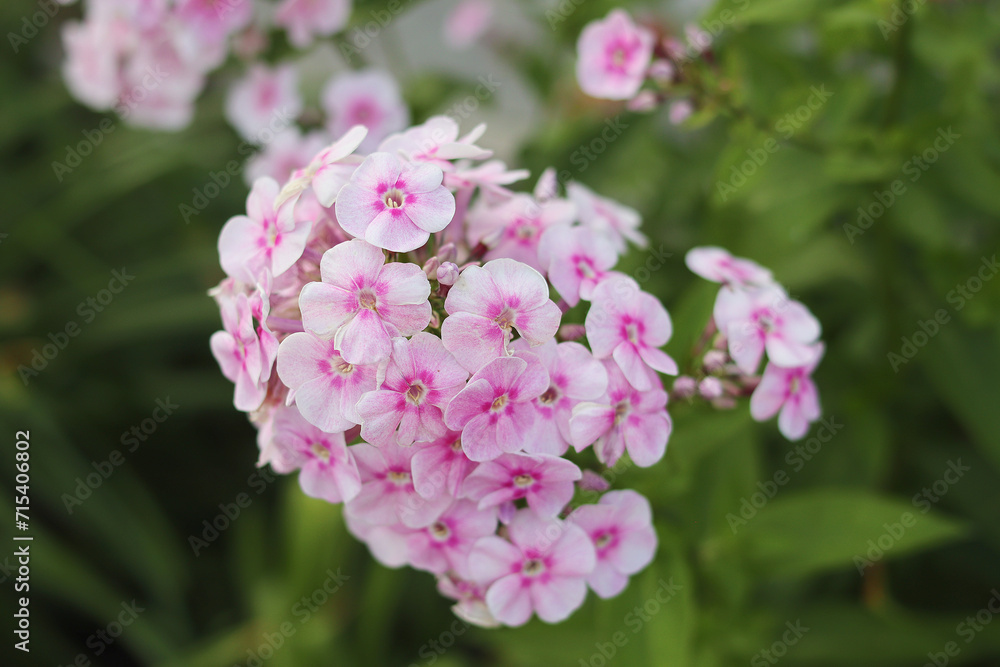 Phlox dromunda. Beautiful pink flowers on a blurred green background. Close-up. Selective focus. Copyspace Phlox dromunda. Beautiful pink flowers on a blurred green background. Close-up. Selective focus. Copyspace